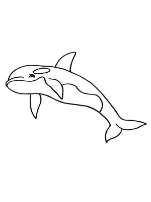 Раскраски Касатка