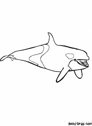 Раскраска Дельфин-касатка для детей