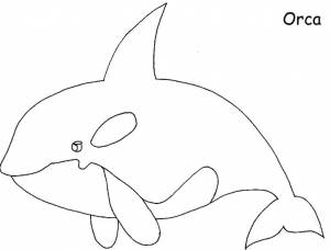 Раскраски косатка раскраска