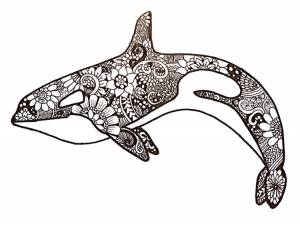 Раскраска косатка