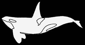 DataLife Engine > Версия для печати > Раскраски рыба касатка