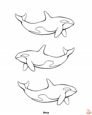 Исследуйте красоту океана с помощью раскраски Orca Coloring Pages