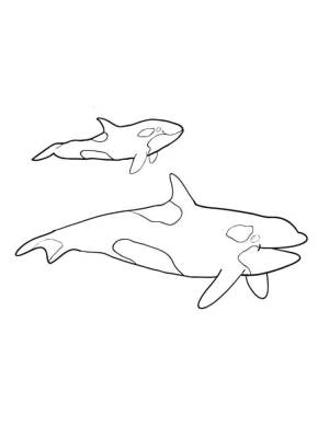 Раскраски Касатка