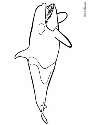 Раскраска Дельфин-косатка