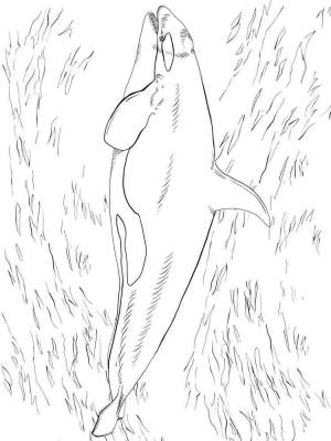 Раскраски Касатка