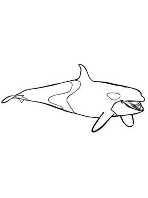 Раскраски Касатка