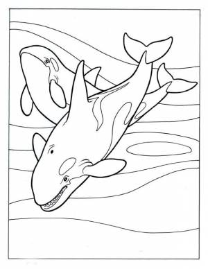 Раскраски Косатка