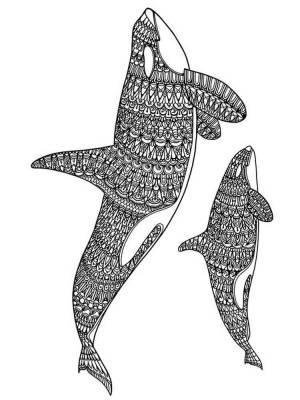 Раскраски Касатка