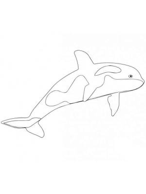 Раскраски Касатка