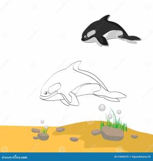 Дельфин-касатка расцветки иллюстрация вектора