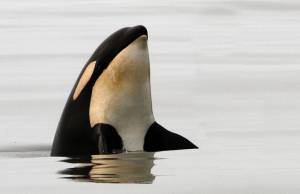 Зрение дельфина