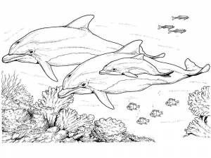 Раскраски дельфин