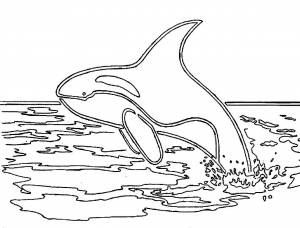 Косатка раскраска