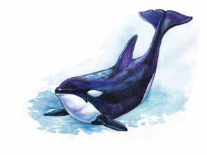 Морские животные касатки