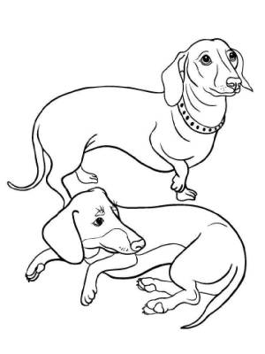 Раскраски Такса