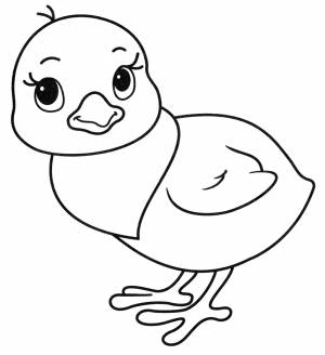 Раскраска Милый цыпленок