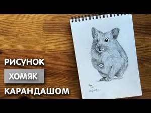 Как нарисовать хомяка карандашом