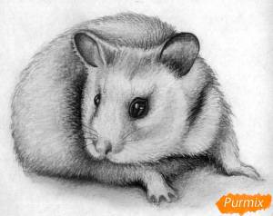 Рисунки животных хомяков легкие