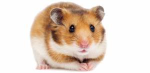 Породы и виды хомяков