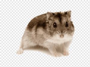 Карликовый хомяк Кэмпбелла Грызун Золотой хомяк Роборовский хомяк Джунгарский хомяк, другие, png