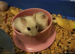 Джунгарский хомячок