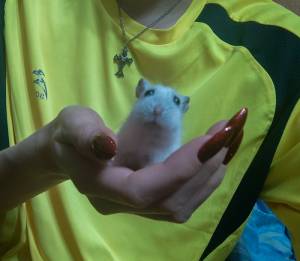 Джунгарский хомяк