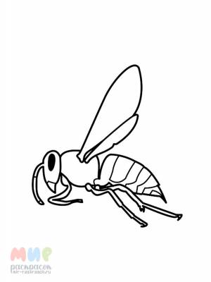 Раскраска Оса