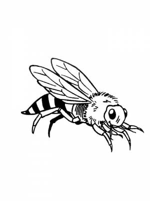 Раскраски Оса   в формате