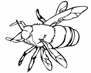 Раскраски Раскраска Оса