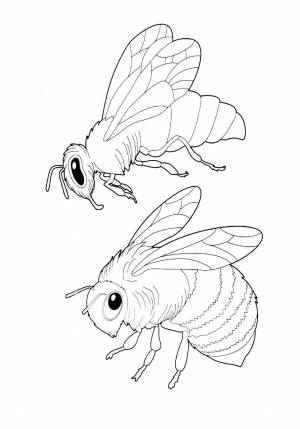 Раскраска оса