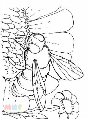 Раскраска Оса