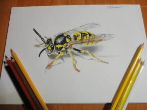 Рисунок осы