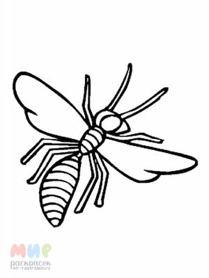 Раскраска Оса