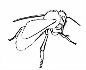 Раскраска Оса