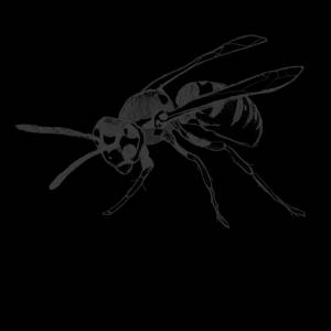 Оса Насекомое Рисование