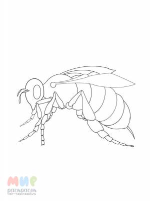 Раскраска Оса