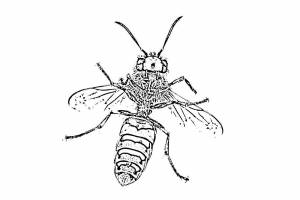 Раскраска Оса