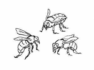 Раскраски Оса