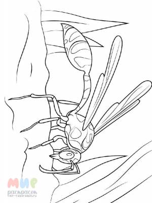 Раскраска Оса