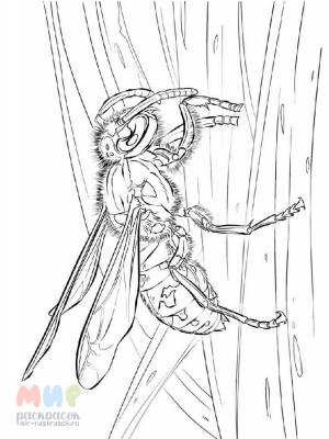 Раскраска Оса