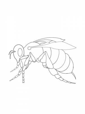 Раскраски Оса   в формате