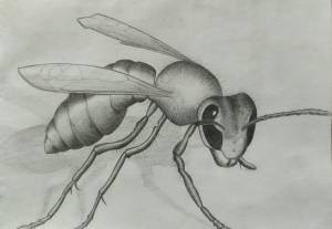 Рисунок оса для детей карандашом