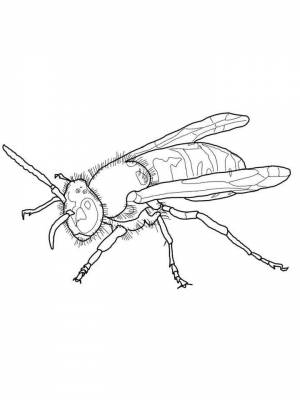 Раскраски Оса   в формате