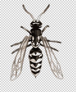 Оса насекомое шершень пчела, оса, Акварельная живопись, тушь, карандаш png