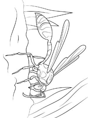 Раскраски Оса