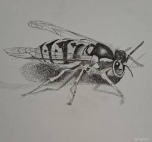Картина «Оса» Бумага, Карандаш 2022 г