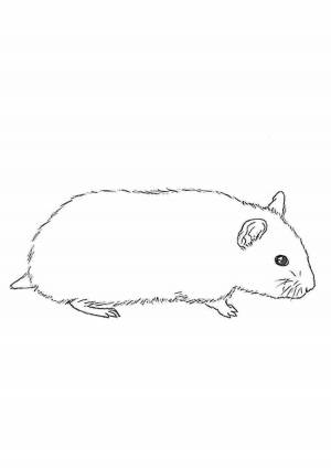 Легкие рисунки хомяка