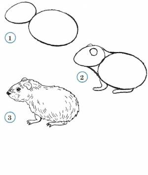 Раскраски как, Раскраска Учимся рисовать хомячка как нарисовать поэтапно животных