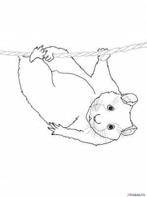 Раскраска хомяк