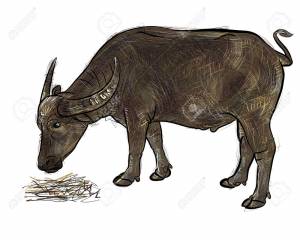 Vector Of Buffalo Eating Hay Isolated On White Baclground Клипарты, SVG, векторы, и Набор Иллюстраций Без Оплаты Отчислений